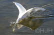 2018-1107-zilverreiger2 (Copy)