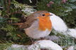 2019-0123-roodborst-DSC04708 (Copy)