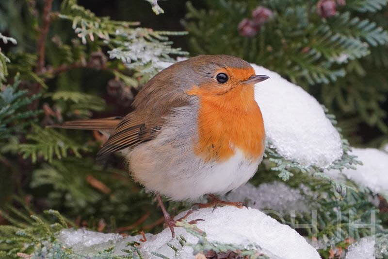 2019-0123-roodborst-DSC04708 (Copy)
