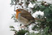 2019-0123-roodborst-DSC04745 (Copy)