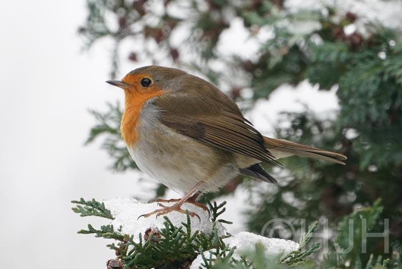 2019-0123-roodborst-DSC04745 (Copy)