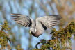2019-0203-duif-DSC05393 (Copy)