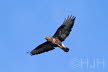 2019-0217-buizerd-DSC06962 (Copy)