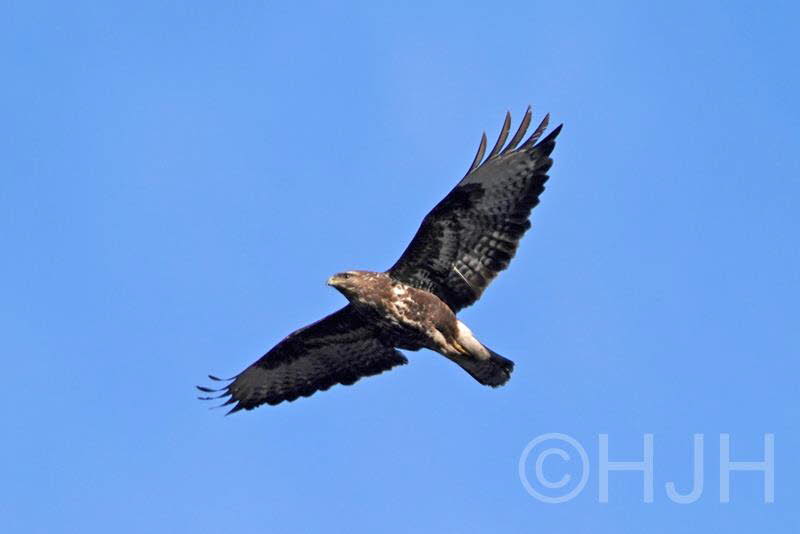 2019-0217-buizerd-DSC06962 (Copy)