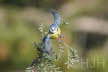 2019-0217-pimpelmees-DSC07012 (Copy)