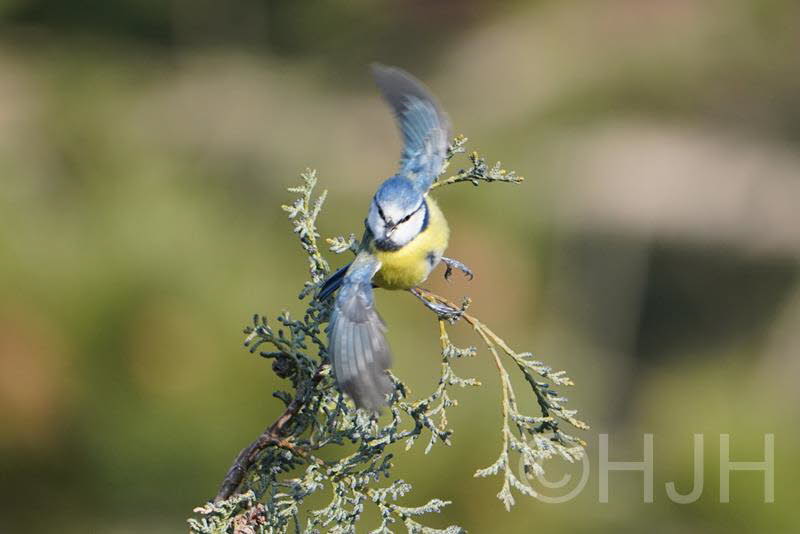2019-0217-pimpelmees-DSC07012 (Copy)
