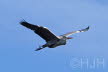 2019-0217-reiger-DSC06758 (Copy)