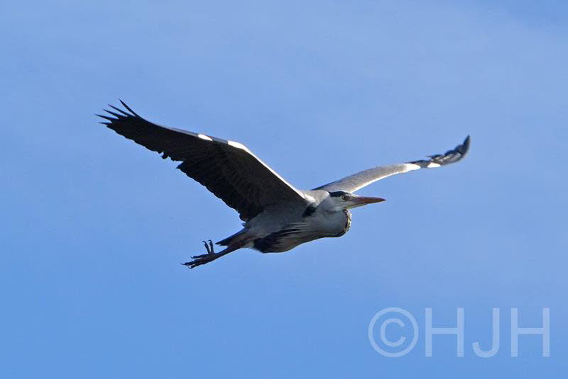 2019-0217-reiger-DSC06758 (Copy)