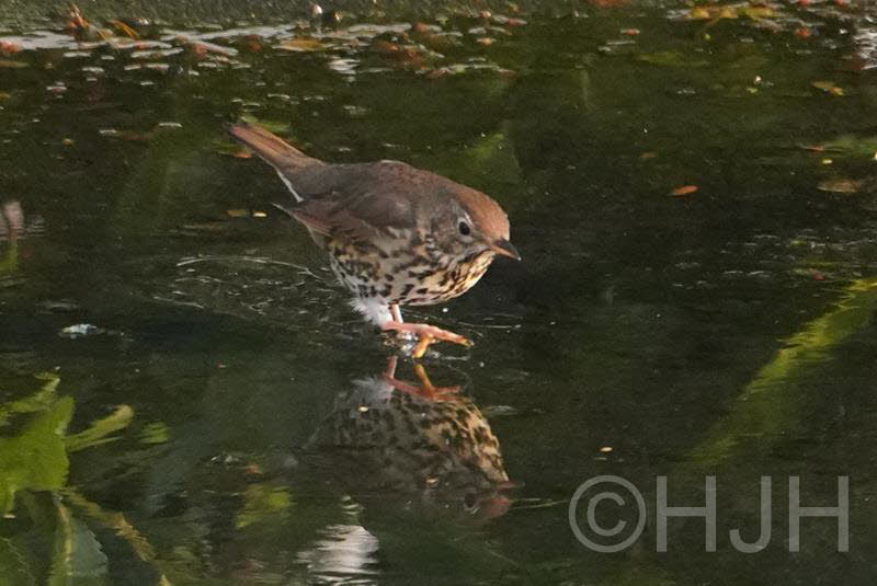 2019-0217-zanglijster-DSC06786 (Copy)