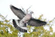 2019-0220-duif-DSC07410 (Copy)