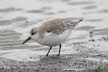 2019-0222-zandloper-DSC07828 (Copy)