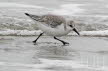 2019-0222-zandloper-DSC07851 (Copy)