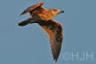 2019-0225-meeuw-DSC08390 (Copy)