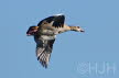 2019-0226-nijlgans-DSC08583 (Copy)