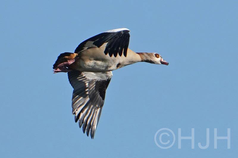 2019-0226-nijlgans-DSC08583 (Copy)