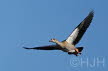 2019-0226-nijlgans-DSC08609 (Copy)