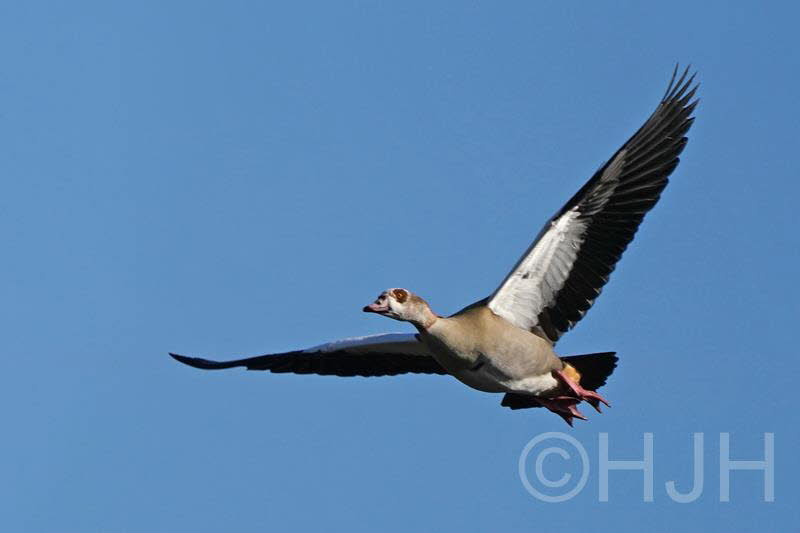 2019-0226-nijlgans-DSC08609 (Copy)