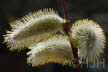 2019-0302-DSC09047-sel2 (Copy)