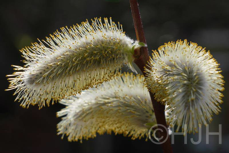 2019-0302-DSC09047-sel2 (Copy)