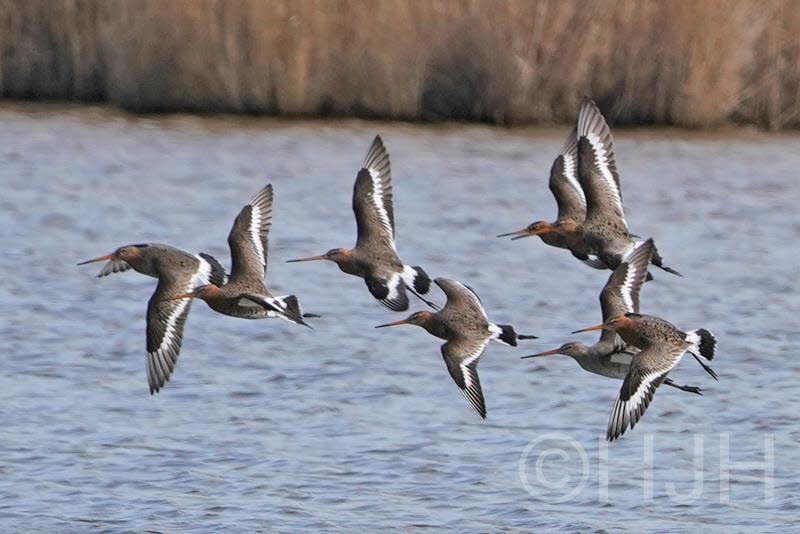 2019-0318-grutto-DSC09624 (Copy)
