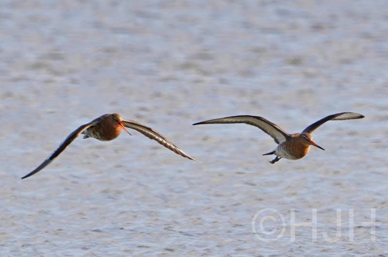 2019-0318-grutto-DSC09634 (Copy)