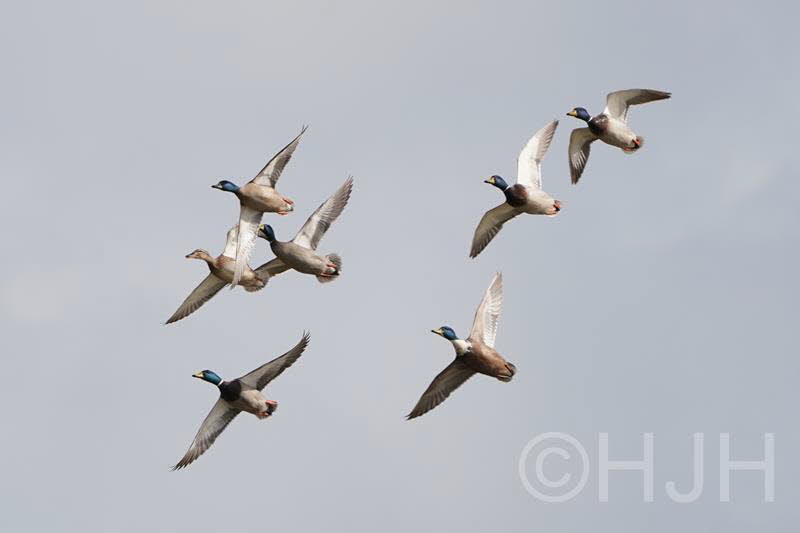 2019-0318-wilde eend-DSC09810 (Copy)