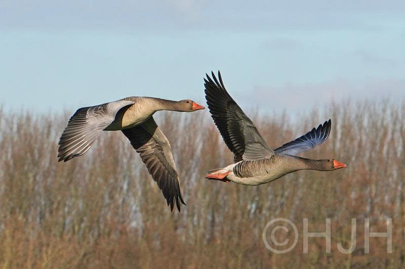 2019-0319-grauwe gans-DSC00775 (Copy)