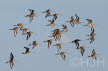 2019-0319-grutto-DSC00472 (Copy)