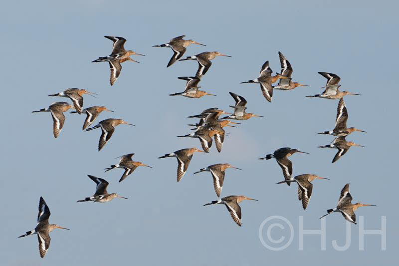 2019-0319-grutto-DSC00472 (Copy)