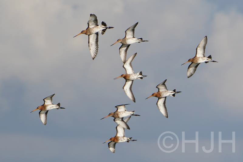 2019-0319-grutto-DSC00498 (Copy)