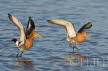 2019-0319-grutto-DSC01569 (Copy)