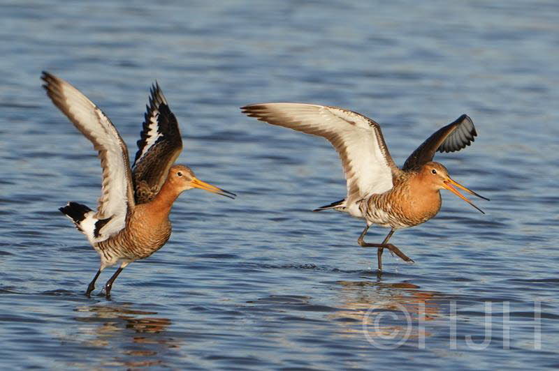 2019-0319-grutto-DSC01569 (Copy)