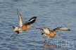 2019-0319-grutto-DSC01570 (Copy)