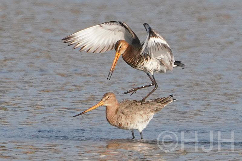2019-0329-grutto-DSC02332 (Copy)