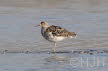 2019-0329-kemphaan-DSC01972 (Copy)