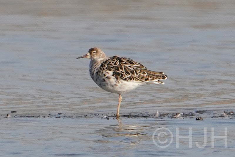 2019-0329-kemphaan-DSC01972 (Copy)