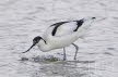 2019-0403-kluut-DSC03021 (Copy)