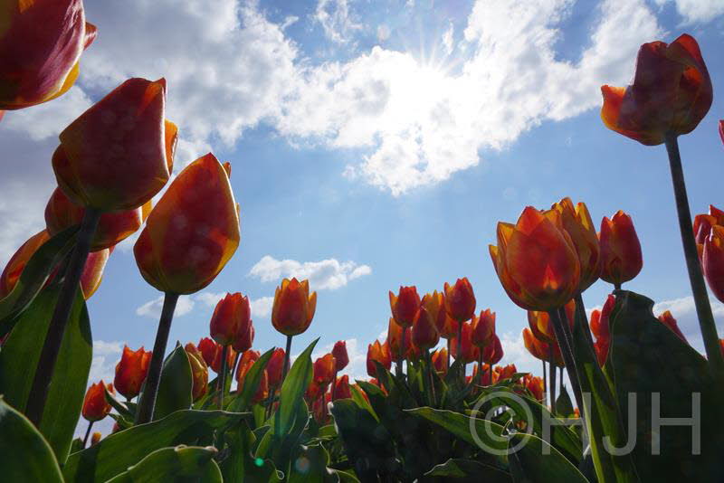 2019-0412-DSC04509 (Copy)