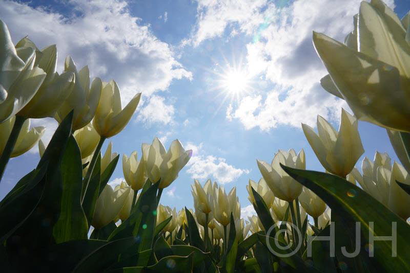 2019-0412-DSC04521 (Copy)