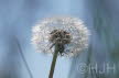 2019-0419-DSC04626-sel (Copy)