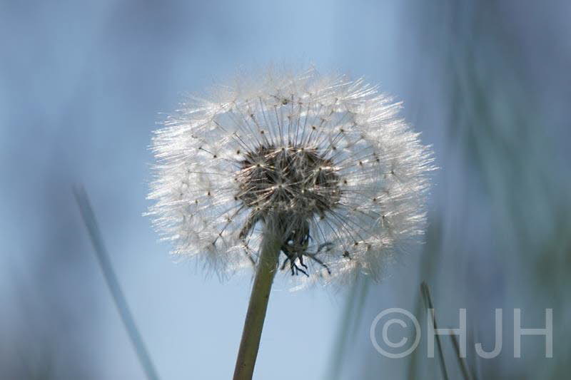 2019-0419-DSC04626-sel (Copy)