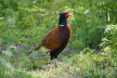 2019-0424-fazant-DSC05703 (Copy)