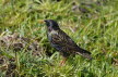 2019-0424-spreeuw-DSC05617 (Copy)