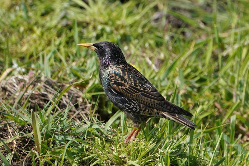 2019-0424-spreeuw-DSC05617 (Copy)