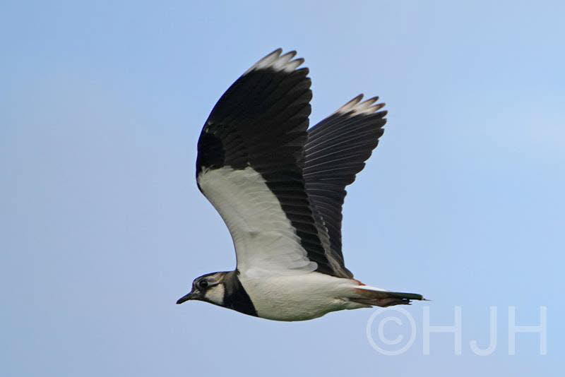 2019-0426-kievit-DSC06373 (Copy)