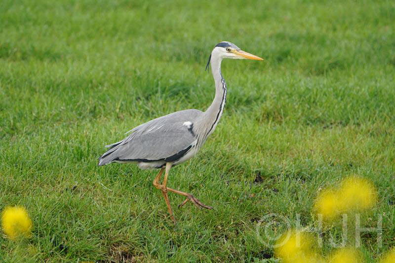 2019-0426-reiger-DSC06468 (Copy)