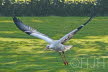 2019-0429-ooievaar1-DSC06841 (Copy)