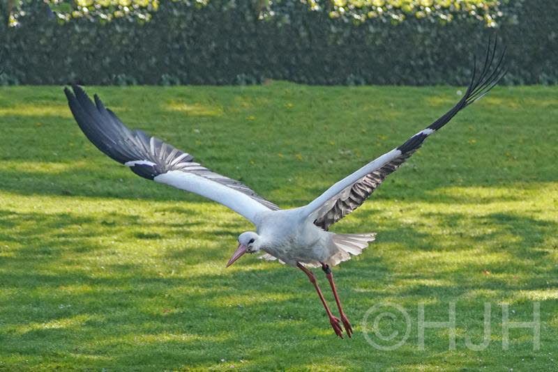 2019-0429-ooievaar1-DSC06841 (Copy)