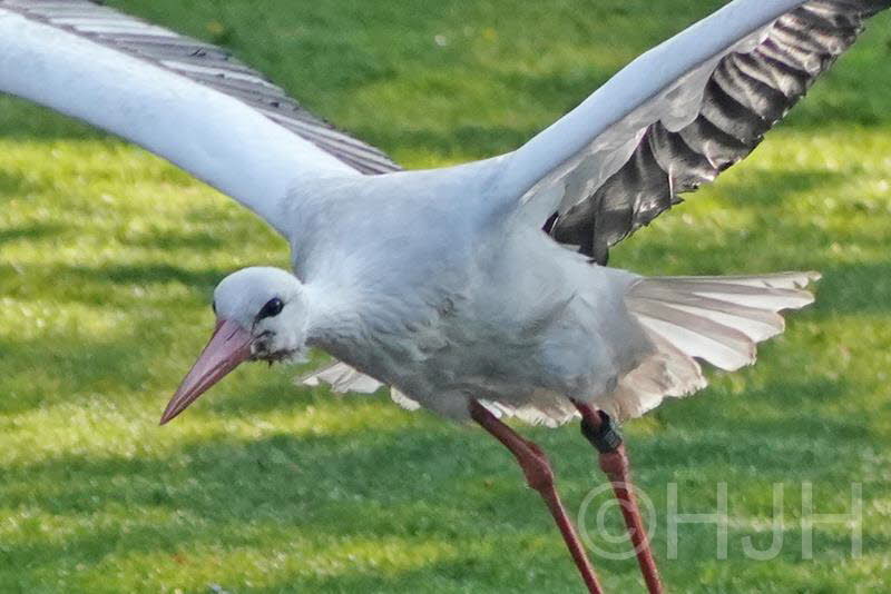 2019-0429-ooievaar2-DSC06841 (Copy)
