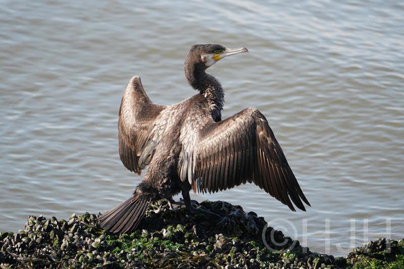 2019-0503-aalscholver-DSC07144 (Copy)